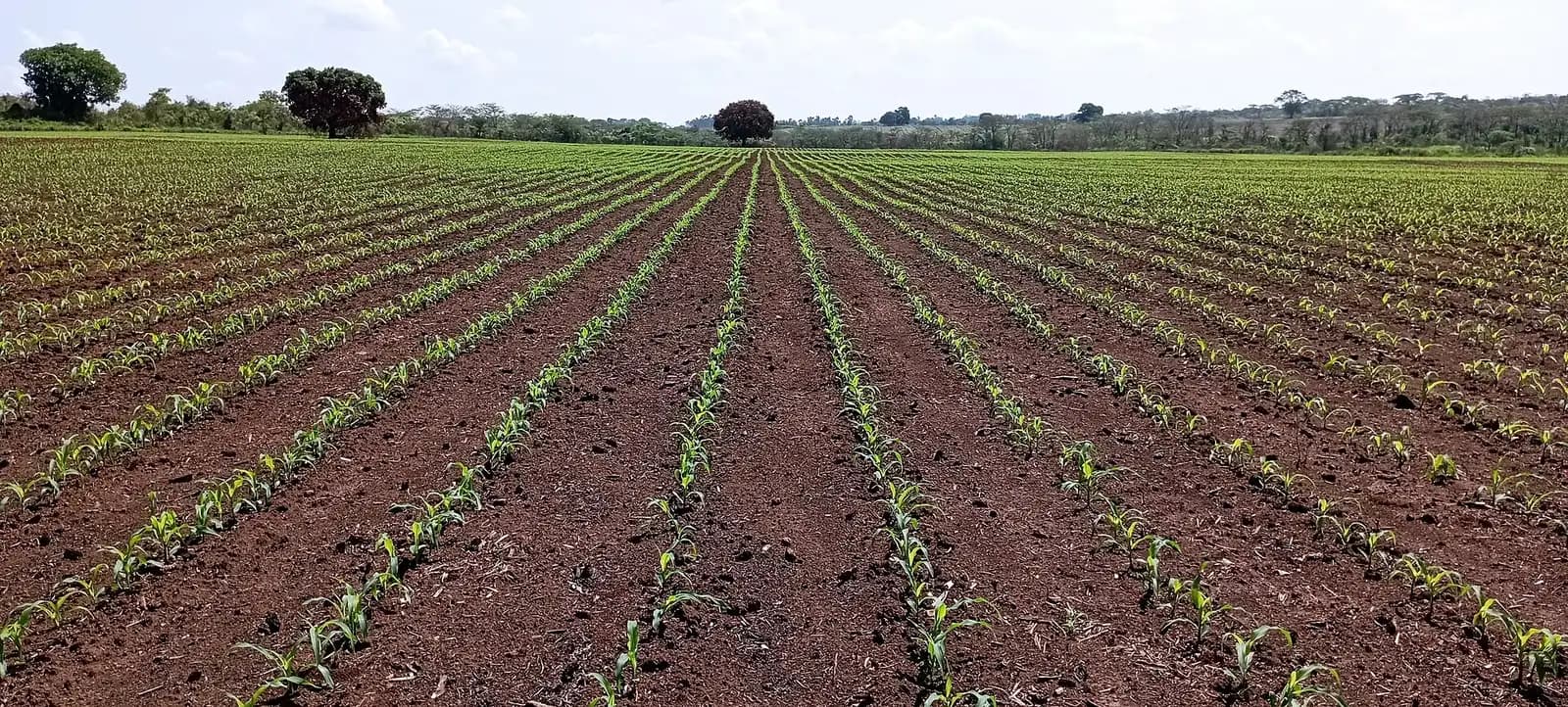 Farmland under cultivation in West Africa